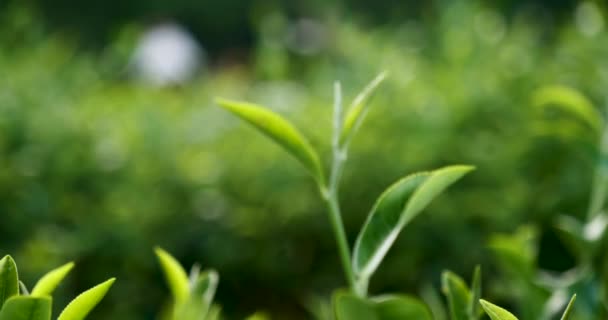 Grøn Træ Blade Felt Plante Camellia Sinensis Økologisk Gård Luk – Stock-video