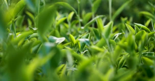Зеленое Чайное Дерево Оставляет Полевые Растения Органической Ферме Camma Sinensis — стоковое видео