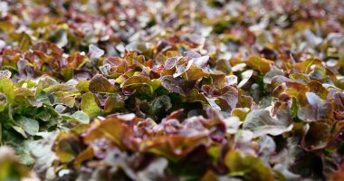 Salata çiftliği sebzesi, kırmızı meşe marulu. Taze organik hidroponik sebze tarlasını kapatın. Kırmızı yeşil salata hidroponik tarım çiftliği oluşturun. Yeşil organik tarım çiftliğinde kırmızı meşe salatası..