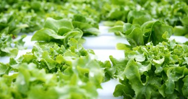 Salad farm vegetable green oak lettuce. Close up fresh organic hydroponic vegetable plantation produce green salad hydroponic cultivate farm. Green oak lettuce salad in green Organic plantation Farm