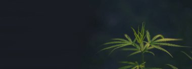 Banner Green marihuana ağacı esrarı CBC serasına narkotik bitkiler eker. Panorama kenevir yaprağı kenevir ham petrol ilaç çiftliği yaptı. Tam kan sayımı, THC bitki tarımı, ot yaprağı. Kopya alanı olan uyuşturucu.