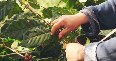 Coffee plant farm woman Hands harvest raw coffee beans. Ripe Red berries plant fresh seed coffee tree growth in green eco farm. Close up hands harvest red seed in basket robusta arabica plant farm.