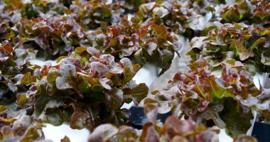 Salata çiftliği sebzesi, kırmızı meşe marulu. Taze organik hidroponik sebze tarlasını kapatın. Kırmızı yeşil salata hidroponik tarım çiftliği oluşturun. Yeşil organik tarım çiftliğinde kırmızı meşe salatası..