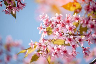 Pink Pastel flower floral soft nature blossom blurred background. Vintage retro romance plum botanical bloom spring season. Blurry Cherry blossom petals plant in beautiful garden. Backdrop template