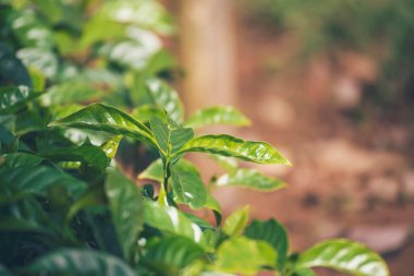 Banner Tarım Yeşil Kahve Ağacı böğürtlen tohumu yetiştiriyor. Çevresel organik bahçede kahve ağacı yetiştirme. Panorama Taze Kahve Fasulyesi Yeşil Yaprak Çalı Bitkisi Arabika Bahçesi Kopya Alanı