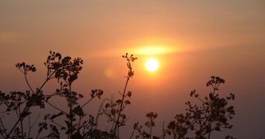 Çimen tarlası gün batımı. Güneşin altında çimlerle kaplı güzel bir manzara. Kırsal alan cenneti. Güneş ışığı doğarken çimen çayırı. Gün batımı şafak manzarası canlı yatay manzara