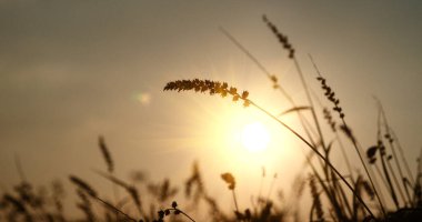 Çimen tarlası gün batımı. Güneşin altında çimlerle kaplı güzel bir manzara. Kırsal alan cenneti. Güneş ışığı doğarken çimen çayırı. Gün batımı şafak manzarası canlı yatay manzara