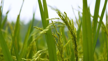 Rice Field Green ekosistem Asya pirinç tarlası Vietnam yeşil çiftliği. Organik çiftlikte tropikal gün doğumu olan altın yeşili pirinç terasları ekin..