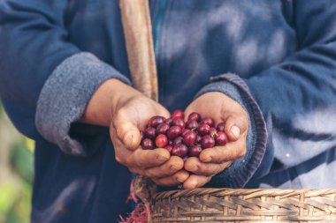 Man Hands kahve tohumu olgunlaşmış kırmızı böğürtlen yeşil eko organik çiftlikte taze tohum ağacı yetiştirir. Kapatın elleri, kırmızı kahve tohumu, robusta arabica üzümü, kahve çiftliği hasadı.