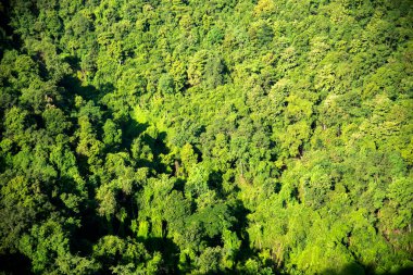 Gökyüzü manzaralı yeşil ağaç manzaralı arka plan manzaralı vahşi yeşillik fotokopi alanı. Tropikal yağmur ormanı ekoloji ortamı. Doğa yağmur ormanları tropikal yeşil orman