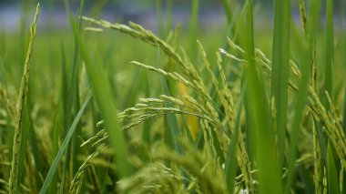 Rice Field Green ekosistem Asya pirinç tarlası Vietnam yeşil çiftliği. Organik çiftlikte tropikal gün doğumu olan altın yeşili pirinç terasları ekin..