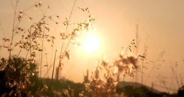 Çimen tarlası gün batımı. Güneşin altında çimlerle kaplı güzel bir manzara. Kırsal alan cenneti. Güneş ışığı doğarken çimen çayırı. Gün batımı şafak manzarası canlı yatay manzara