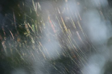 Banner Spider web poisonous animal beauty in nature with copy space. Panorama Black spider netting silk web spiral in sunlight summer vibrant color. Poison animal wildlife green nature backgrounds