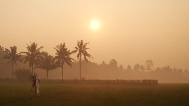Yağmur ormanlarındaki sisli ağaç sisi orman manzarası tropikal vahşi orman. Sis sisi, güneş ışığında doğal vadi. Her zaman yeşil olan sisli ağaç doğası. Güzel tropikal bir doğa.