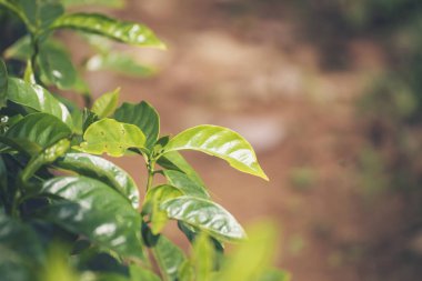 Banner Tarım Yeşil Kahve Ağacı böğürtlen tohumu yetiştiriyor. Çevresel organik bahçede kahve ağacı yetiştirme. Panorama Taze Kahve Fasulyesi Yeşil Yaprak Çalı Bitkisi Arabika Bahçesi Kopya Alanı