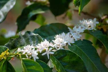 Kahve çiçeği yeşil doğa beyaz renk çiçek. Kahve ağacındaki beyaz çiçek Robusta arabica meyveleri kahve çiftliği bahçesinde. Taze fasulye tarlası. Yeşil organik çiftlikte tarım büyümesi