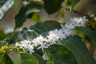 Kahve çiçeği yeşil doğa beyaz renk çiçek. Kahve ağacındaki beyaz çiçek Robusta arabica meyveleri kahve çiftliği bahçesinde. Taze fasulye tarlası. Yeşil organik çiftlikte tarım büyümesi