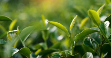 Yeşil çay ağacı yaprak tarlasında taze taze taze tomurcuk bitkisi yaz sabahı çiftlikte. Güneş ışığı yeşil çay ağacı organik çiftlikte kamelya sinensis bitkisi. Ağaç çayını kapatın Sabah yeşil doğa