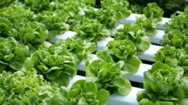 Salad farm vegetable green oak lettuce. Close up fresh organic hydroponic vegetable plantation produce green salad hydroponic cultivate farm. Green oak lettuce salad in green Organic plantation Farm