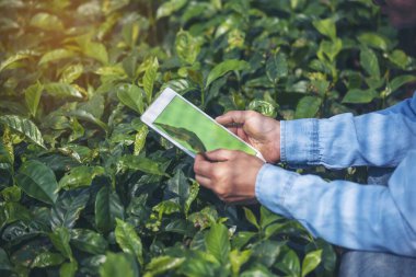 Akıllı çiftçi. El kontrol ağacını kapat. Çiftçi elleri, ekolojik biyoteknoloji alanında yeni bir bahçe işlemiş. Tarla teknolojisi adamı akıllı telefonu eko yeşil çiftlik sürdürülebilir kalite kontrolünde tutuyor.