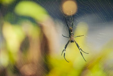 Banner Spider web poisonous animal beauty in nature with copy space. Panorama Black spider netting silk web spiral in sunlight summer vibrant color. Poison animal wildlife green nature backgrounds