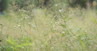 Yaz bahçesinde açan beyaz kır çiçeklerini kapatın. Sabah yeşil çayırlarda çiçek açarlar. Dağın arka planında beyaz papatya, yumuşak sarı bahar manzarası. Yeşil çayır çayırında çiçek.