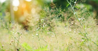 Yaz bahçesinde açan beyaz kır çiçeklerini kapatın. Sabah yeşil çayırlarda çiçek açarlar. Dağın arka planında beyaz papatya, yumuşak sarı bahar manzarası. Yeşil çayır çayırında çiçek.