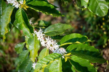 Kahve çiçeği yeşil doğa beyaz renk çiçek. Kahve ağacındaki beyaz çiçek Robusta arabica meyveleri kahve çiftliği bahçesinde. Taze fasulye tarlası. Yeşil organik çiftlikte tarım büyümesi