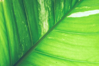 Yeşil yapraklı arka plan, tropikal yağmur ormanlarındaki ekoloji bahçesinde muz yaprakları. Yeşillik parlak doğa soyut model tasarım elementi. Yeşil eko çevre sistemi kavramı.