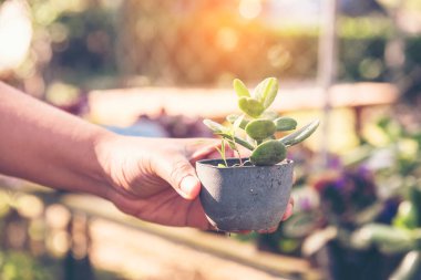 Çevresel çevre kavramı. Dünya 'da yetişen ağaçlarla sabah güneş ışığı batıyor. Dünya enerjisini toprak ve sudaki bitki ağacıyla koru..