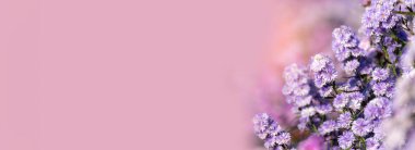 Banner Purple Pastel Margaret çiçek çiçeği çiçekli bulanık arkaplan. Pastel menekşe romantizmi bahar mevsimi açar. Bahçede Magenta yaprakları çiçek açar. Fotokopi alanı olan mor kır çiçekleri