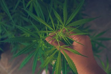 Yeşil ot marihuana elleri, tomurcuk ağacı keneviri topluyor, CBC serasında narkotik bitkiler yetiştiriyor. Kenevir ham petrol çiftliği olan eller. Tam kan sayımı, THC bitki tarımı. Ot yaprağı İlaç bitkisi