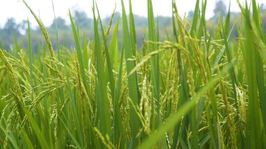 Rice Field Green ekosistem Asya pirinç tarlası Vietnam yeşil çiftliği. Organik çiftlikte tropikal gün doğumu olan altın yeşili pirinç terasları ekin..