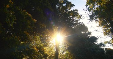 Orman yeşili ağaçlar ormanlık alanda sihirli güneş ışığı ışığı. Sakin yeşil ormanda güzel güneş ışınları. Işın ışığından dışarı ışınlayın. Doğal bulanık arkaplan yaz zamanı.