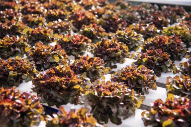 Salata çiftliği sebzesi, kırmızı meşe marulu. Taze organik hidroponik sebze tarlasını kapatın. Kırmızı yeşil salata hidroponik tarım çiftliği oluşturun. Yeşil organik tarım çiftliğinde kırmızı meşe salatası..