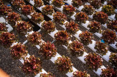 Salata çiftliği sebzesi, kırmızı meşe marulu. Taze organik hidroponik sebze tarlasını kapatın. Kırmızı yeşil salata hidroponik tarım çiftliği oluşturun. Yeşil organik tarım çiftliğinde kırmızı meşe salatası..