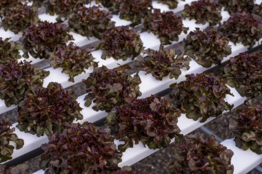 Taze organik Red Oak bitkisel bitki çiftliği kırmızı yeşil salata hidroponik tarım çiftliği üretiyor. Salata çiftliği sebzesi, kırmızı meşe marulu. yeşil organik tarım çiftliğinde marul salatası