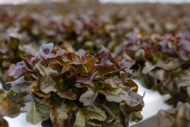 Taze organik Red Oak bitkisel bitki çiftliği kırmızı yeşil salata hidroponik tarım çiftliği üretiyor. Salata çiftliği sebzesi, kırmızı meşe marulu. yeşil organik tarım çiftliğinde marul salatası