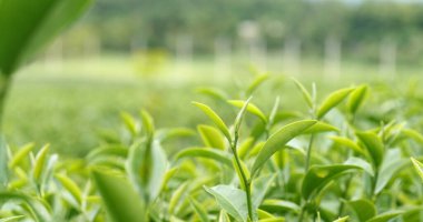 Yeşil çay ağacı tarlada taze taze tomurcuk bitkisel yeşil çay ağacı kamelya sinensis organik çiftliğinde. Taze Ağaç çay tarlalarını kapatın. Dağ yeşili doğa bitkisel bitki arka planında.