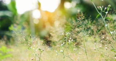 Yaz bahçesinde açan beyaz kır çiçeklerini kapatın. Sabah yeşil çayırlarda çiçek açarlar. Dağın arka planında beyaz papatya, yumuşak sarı bahar manzarası. Yeşil çayır çayırında çiçek.