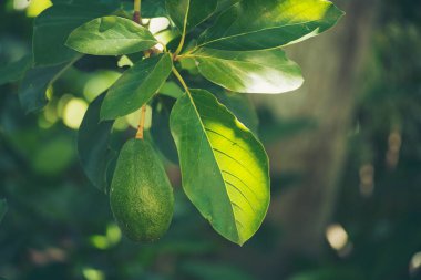 Avokado ağacı yeşili, sağlıklı meyve çiftliği. Çevresel yeşil çiftlikte sürdürülebilir kalite kontrolünde bitki yetiştiren akıllı bir çiftçi. Avokado meyve çiftliği ekimi eko Farmland biyoteknoloji. Meyveli organik tarım