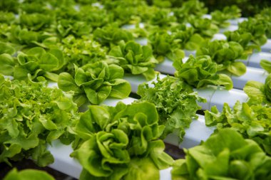 Salad farm vegetable green oak lettuce. Close up fresh organic hydroponic vegetable plantation produce green salad hydroponic cultivate farm. Green oak lettuce salad in green Organic plantation Farm