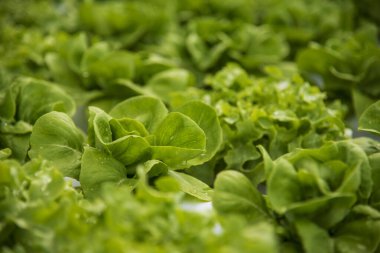 Salad farm vegetable green oak lettuce. Close up fresh organic hydroponic vegetable plantation produce green salad hydroponic cultivate farm. Green oak lettuce salad in green Organic plantation Farm