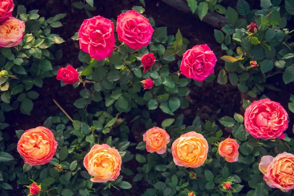 Güneşli çiçek, yumuşak güller, çiçek açan güneş ışığı arka planda bulanıklaştı. Pastel 'de parlayan güneş ışığı pembe güller romantizm bahar mevsimi yumuşak ışın ışığı açar. Bahçede çiçek açan yapraklar.
