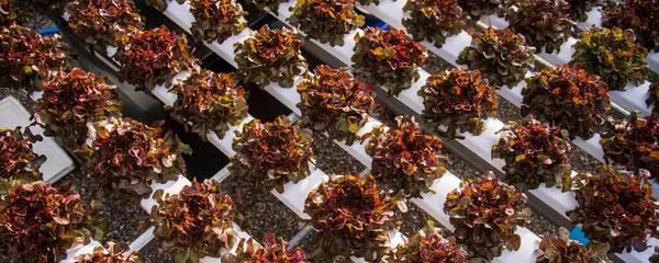 Bayrak taze Red Oak Yaprak Marul Organik Hidroponik Sebze Çiftliği Kırmızı Salata Hidroponik Çiftliği üretiyor. Organik Çiftlik 'te kırmızı meşe salatası. Fotokopi alanı olan sebze salatası
