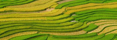 Banner Rice teras tarlası yeşil tarım arazisi. Ekosistem pirinç tarlası Vietnam çiftlik deresi. Banner Golden Green pirinç terasları tropikal sürdürülebilir doğal gündoğumu fotokopi alanı ile