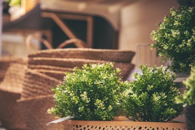 Ot ofisinin dekorunu ahşap masaya dikin. Yeşil dekore edilmiş ofis masası. Baharda bahçedeki ahşap ofis masasında yeşil saksı bitkisi. Eğreltiotu yeşili yaprak yeşili çiçekli ev dekorasyonu.