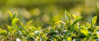 Banner Green çay ağacı taze tomurcuk tarlası Kamelya Sinensis organik çiftliğinde yeşil çay ağacı. Panorama Taze Ağaç Çayı Yaprağı bitkisel tarım arka planında yeşil doğa ve Kopya Boşluğu