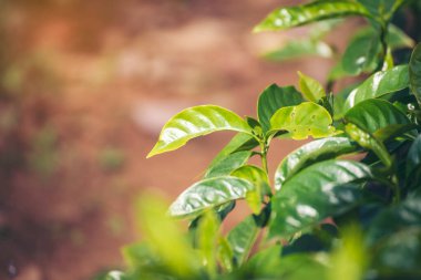 Banner Tarım Yeşil Kahve Ağacı böğürtlen tohumu yetiştiriyor. Çevresel organik bahçede kahve ağacı yetiştirme. Panorama Taze Kahve Fasulyesi Yeşil Yaprak Çalı Bitkisi Arabika Bahçesi Kopya Alanı
