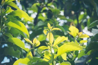 Avokado ağacı yeşili, sağlıklı meyve çiftliği. Çevresel yeşil çiftlikte sürdürülebilir kalite kontrolünde bitki yetiştiren akıllı bir çiftçi. Avokado meyve çiftliği ekimi eko Farmland biyoteknoloji. Meyveli organik tarım